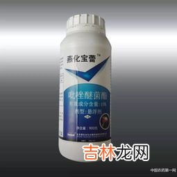 乳酸菌是细菌还是真菌,乳酸菌属于真菌还是细菌？