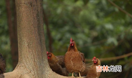 立秋吃鸡的说法,祭父日为什么长沙人要吃鸡