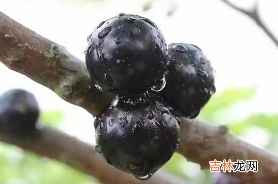 蓝莓冷冻后花青素会消失吗 蓝莓冷冻后花青素还有没有作用