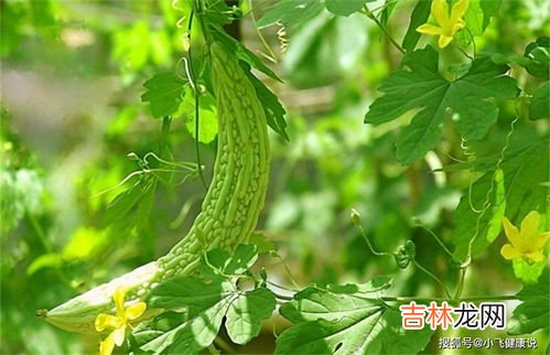 苦瓜和什么相克,苦瓜可以和鱼一起吃吗