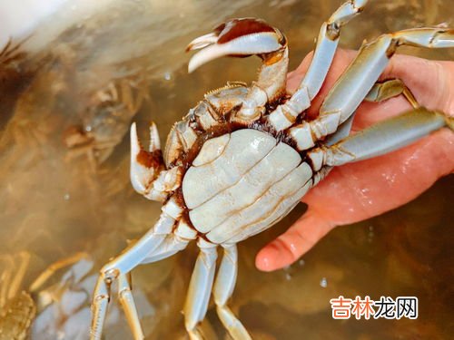 大闸蟹可以放冰箱吗,大闸蟹能放冰箱保存吗 大闸蟹冰箱保存方法