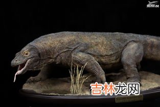 科莫多巨蜥的天敌,科莫多巨蜥有天敌吗