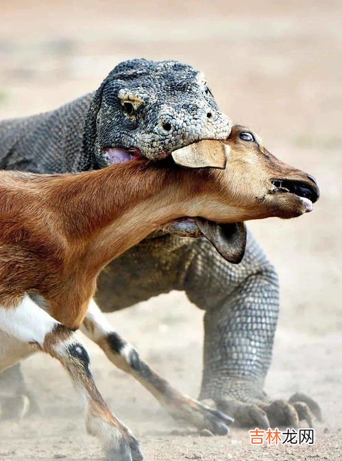 科莫多巨蜥的天敌,科莫多巨蜥有天敌吗
