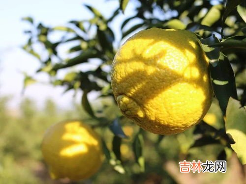 柚子可以和牛奶一起食用吗,牛奶与柚子可以一起吃吗