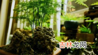 文竹为什么叶子发黄,文竹的叶子变黄了是什么原因