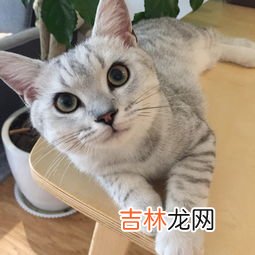 银渐层能长多少斤,银渐层公猫可以长多大？