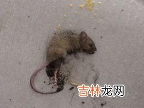 老鼠啃过的东西还能吃吗,老鼠啃过的肉还能不能吃