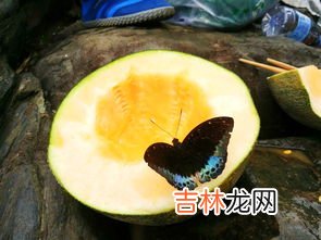 山坑石螺的功效与作用,石螺吃什么东西的?