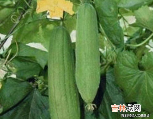丝瓜有毒吗,苦的丝瓜到底有毒吗?