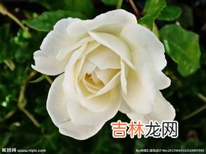 白色玫瑰花语,白色玫瑰花花语是什么?