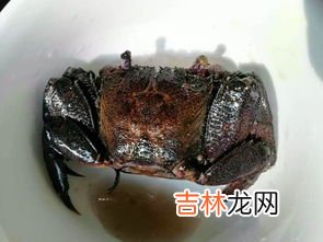 毛蟹不能与什么食物同吃,螃蟹不能和什么东西一块吃