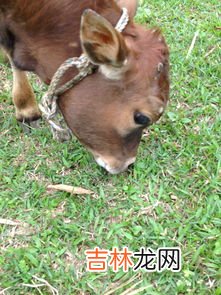 中国可以养猫头鹰么,中国可以养猫头鹰么