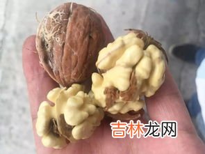 核桃苦的能吃吗,核桃发苦能吃吗