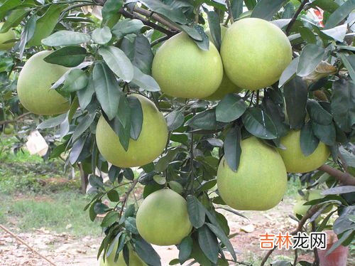 柿子可以和红心柚子一起吃吗,柚子不能和什么一起吃?