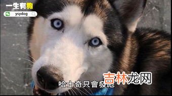 阿拉和哈士奇的区别,阿拉斯加和哈士奇的区别