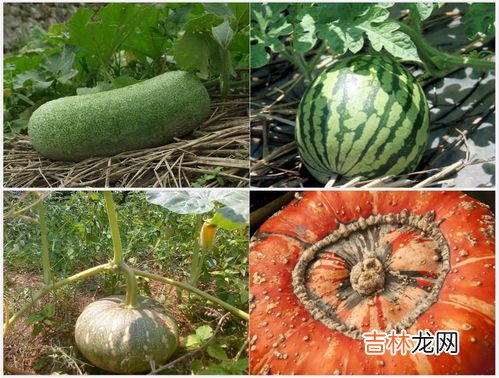 北瓜为什么叫阴瓜,为什么北瓜叫死人瓜?