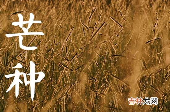 2023芒种是农历几月几日几时 2023芒种农历是哪一天