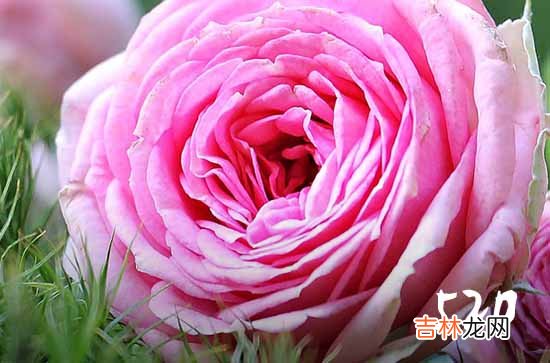 520祝福语 最温馨520祝福语2023