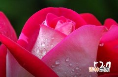 520给热恋女朋友的微信祝福语2023