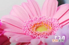 网络情人节520送花祝福语2023