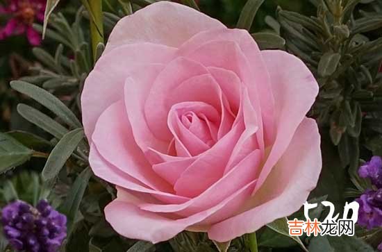 给女朋友的520祝福语2023