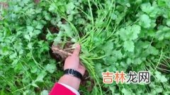 冰箱如何保存香菜,香菜可以放冰箱保存吗香菜如何保存