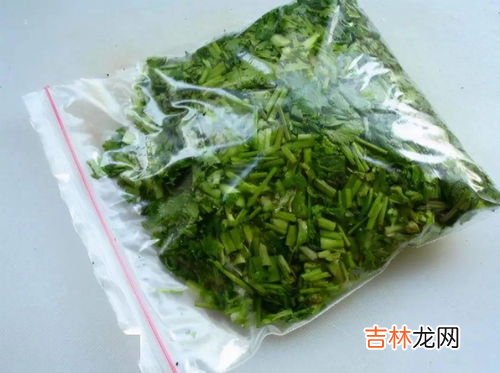 冰箱如何保存香菜,香菜可以放冰箱保存吗香菜如何保存