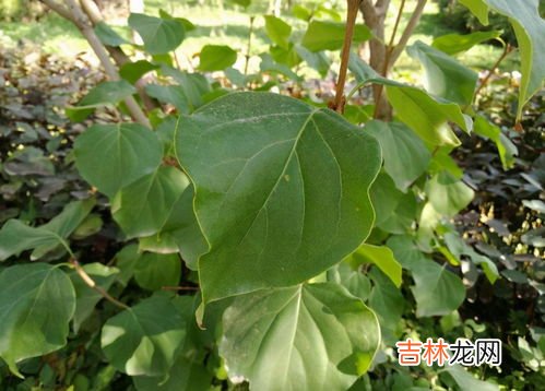 丁香叶茶的功效与作用及禁忌,丁香叶的功效与作用及禁忌