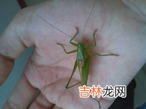 蝈蝈吃什么,蝈蝈吃什么？如何养更好？