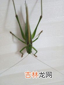 蝈蝈吃什么,蝈蝈吃什么？如何养更好？