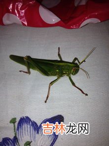 蝈蝈吃什么,蝈蝈吃什么？如何养更好？