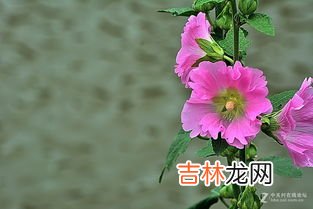 夏天有什么花,夏天有什么花