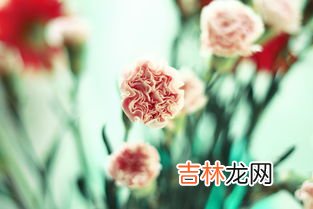 夏天有什么花,夏天有什么花