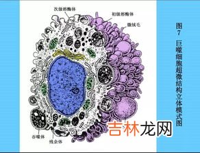 狭义的结缔组织是指,结缔组织指什么?是如何分布的?