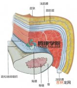 狭义的结缔组织是指,结缔组织指什么?是如何分布的?