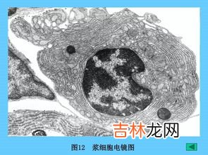 狭义的结缔组织是指,结缔组织指什么?是如何分布的?