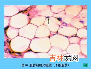 狭义的结缔组织是指,结缔组织指什么?是如何分布的?