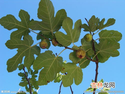 果蜜是什么,果蜜是什么