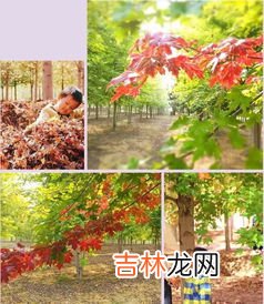 张家楼枫叶林在哪个位置,张家港枫叶林在哪里