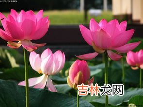 荷花像什么,荷花像什么怎么写?