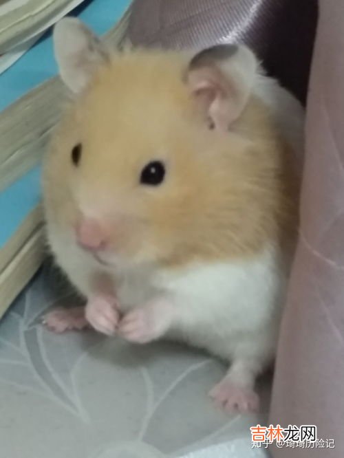 新手如何养仓鼠,怎么养仓鼠 新手