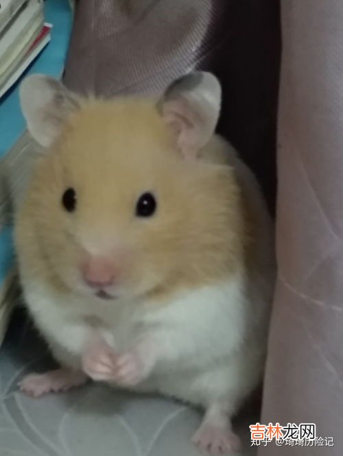 新手如何养仓鼠,怎么养仓鼠 新手
