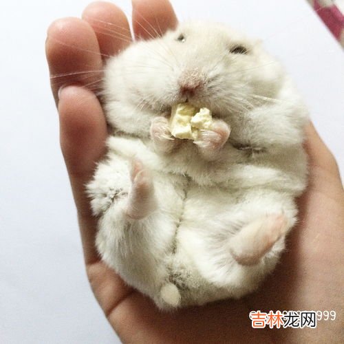 新手如何养仓鼠,怎么养仓鼠 新手