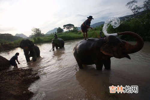 大象一生换多少次板牙,大象一生换多少次牙