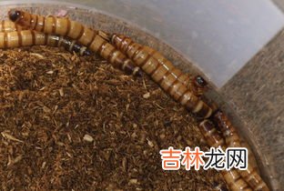 仓虫能吃吗,薏米生虫了还能吃吗？