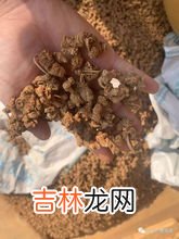 三七无剪口和有剪口的区别,三七是田七吗带剪口和不带剪口有那些去别