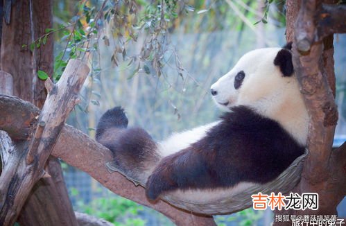 大熊猫生活在什么地方,大熊猫生活在什么地方?