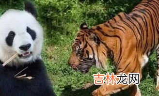 大熊猫生活在什么地方,大熊猫生活在什么地方?