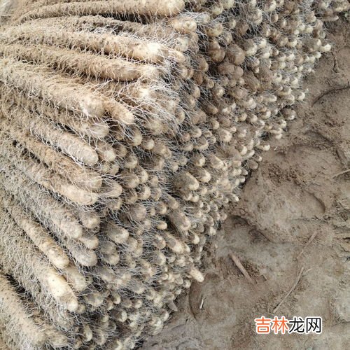 正宗铁棍山药产地是哪,铁棍山药原产地在哪里？