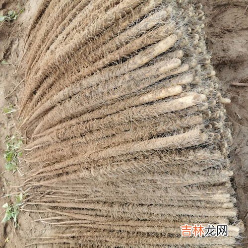 正宗铁棍山药产地是哪,铁棍山药原产地在哪里？